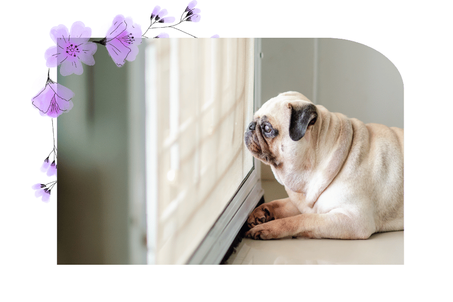puggy is waiting patiently